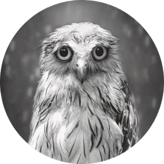 En lille våd ugle ser lidt forvildet ud