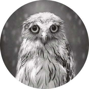 404 error owl picture